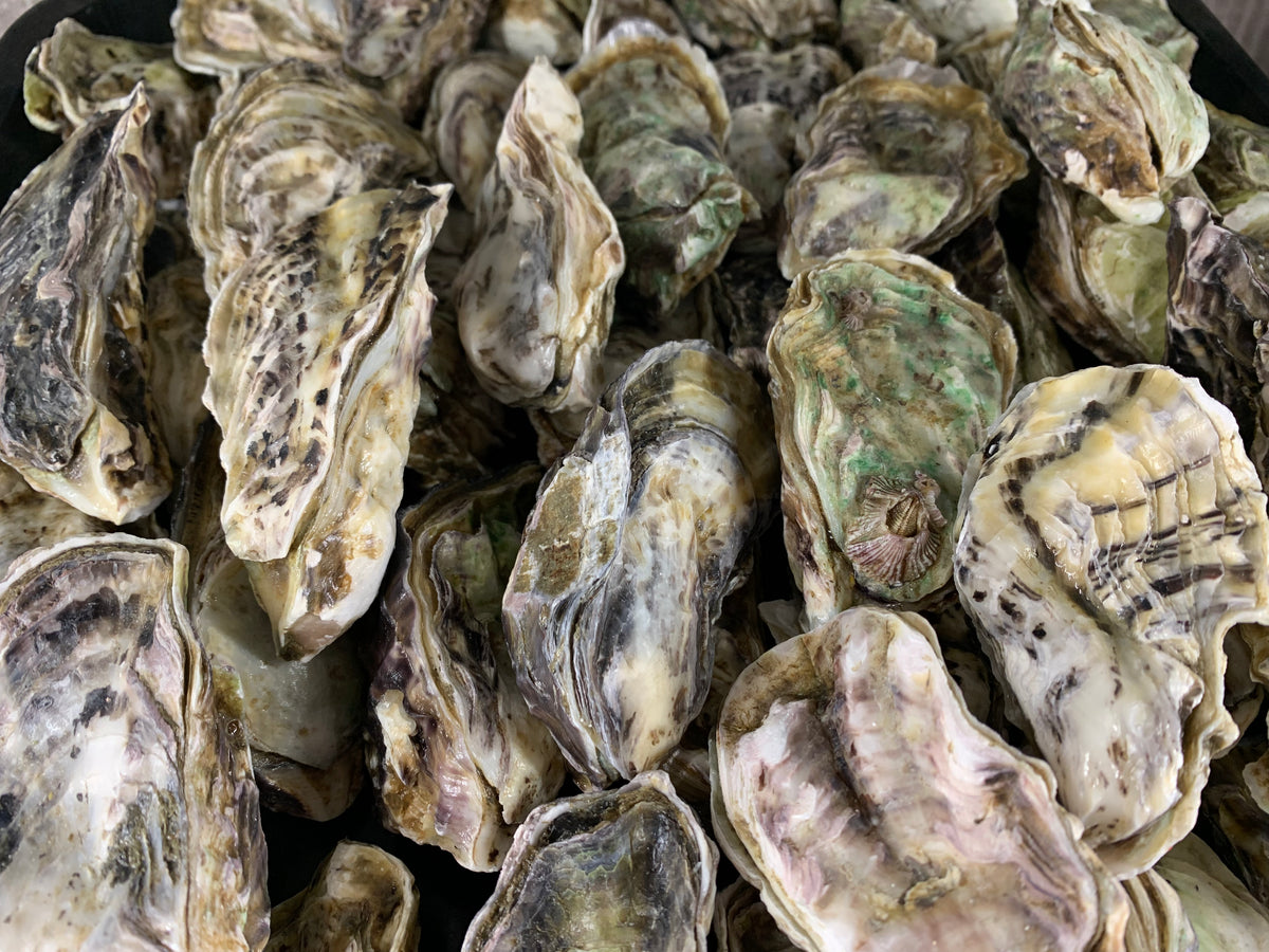Live Kaipara Oyster Goldfish Seafood Market