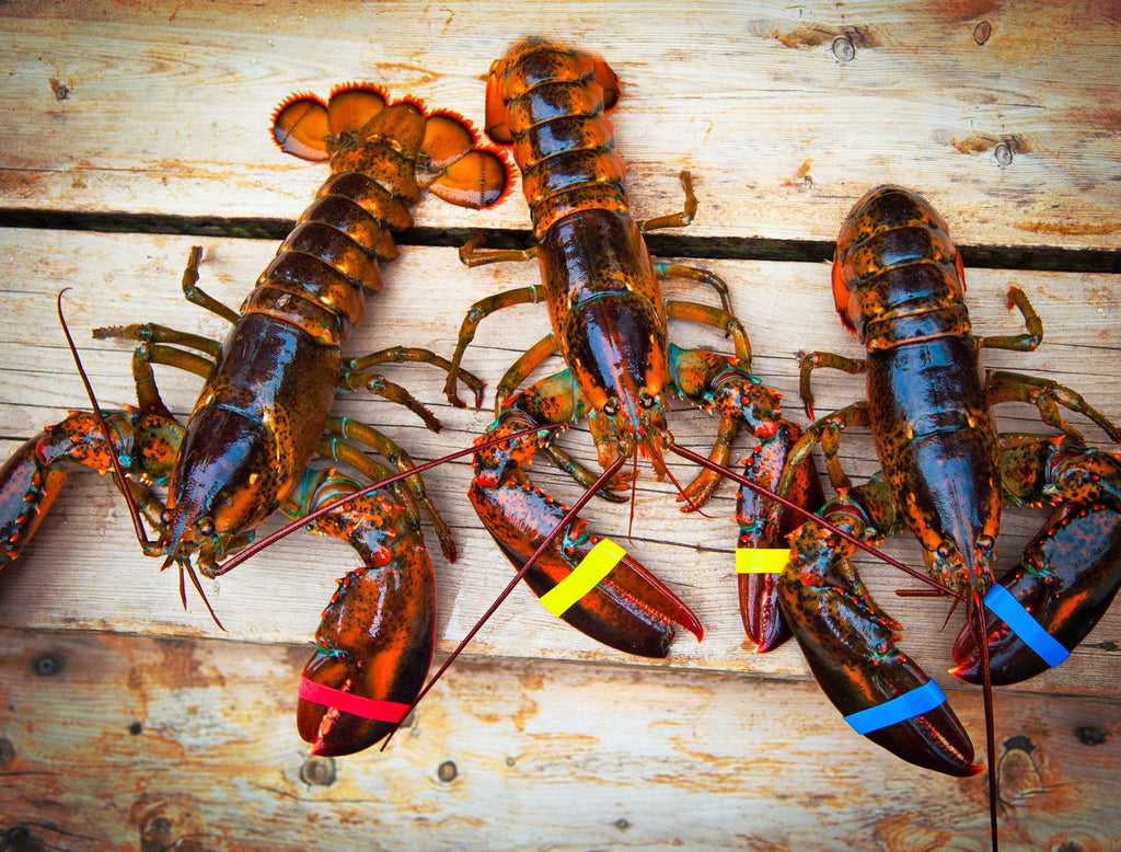 Live Wild Lobster (Cold Water)