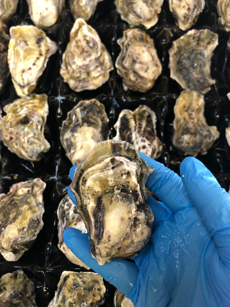 Live New Zealand Oysters