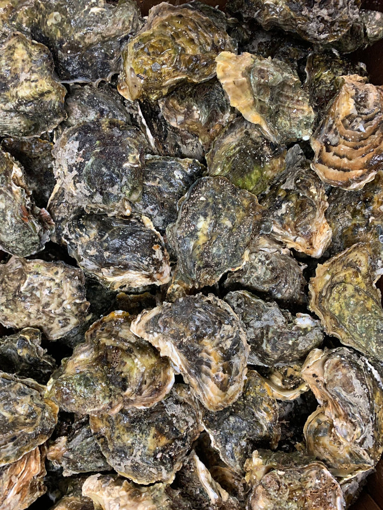 Medium Live Pacific Oysters
