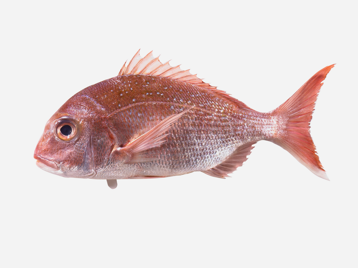 Whole Wild New Zealand Sea Bream, Fresh