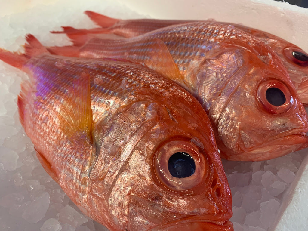 Whole New Zealand Red Snapper, Fresh