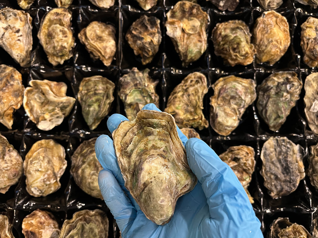 Live New Zealand Oysters