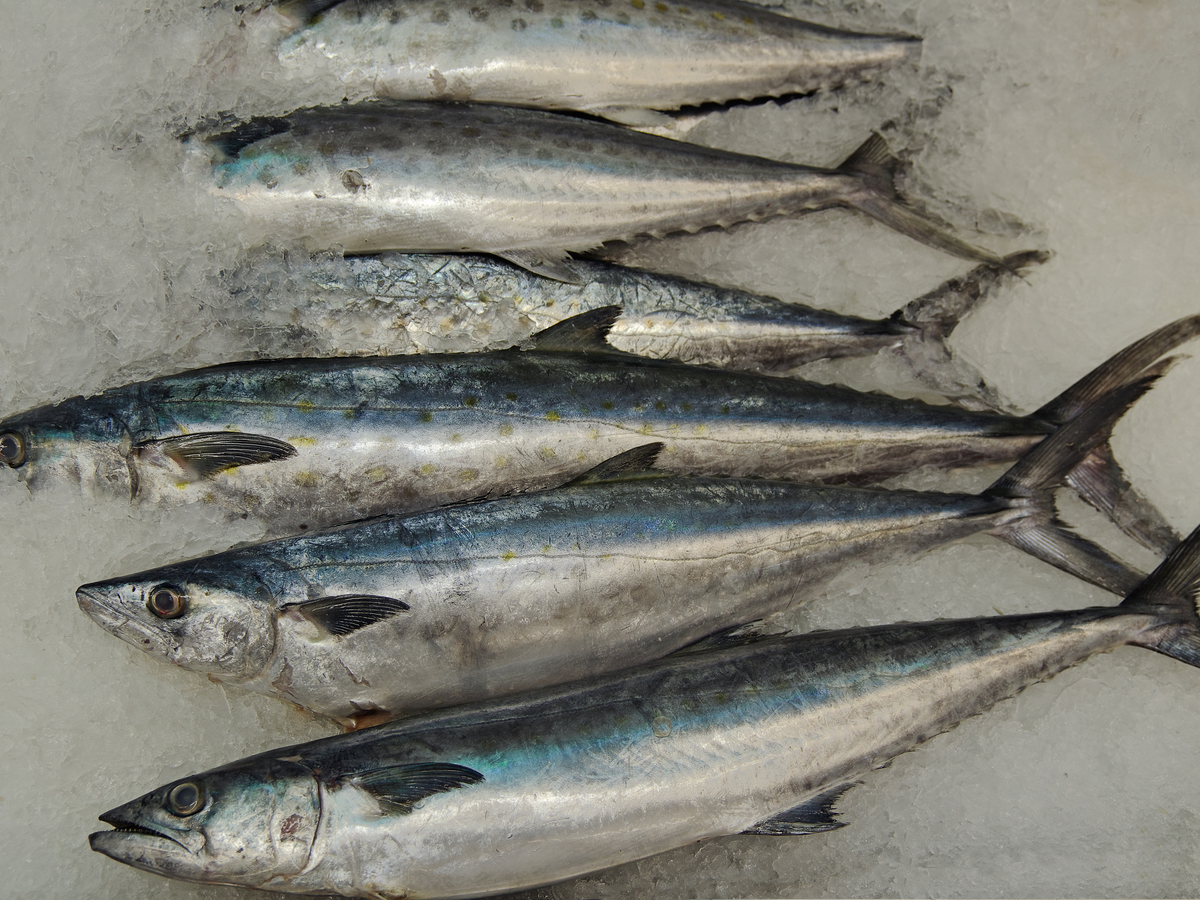 buying sierra fish by box Whole Wild Pacific Sierra Mackerel, Fresh