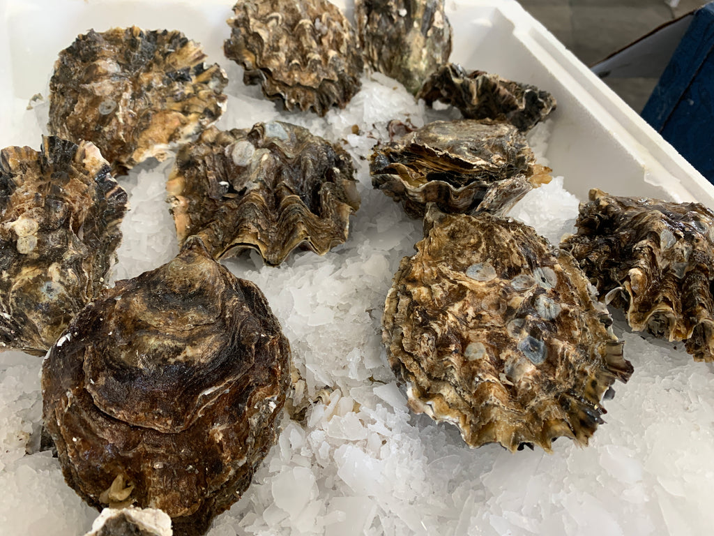 Taylor Washington Oyster Dozen