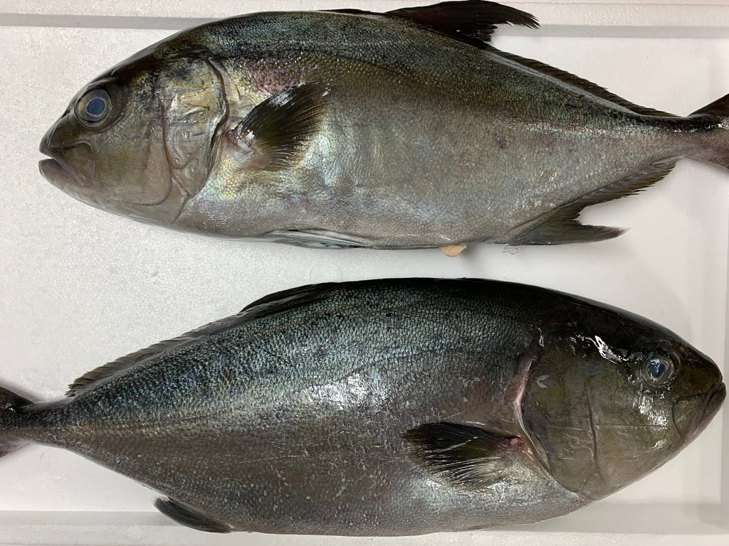 Kampachi Fish – Goldfish Seafood Market