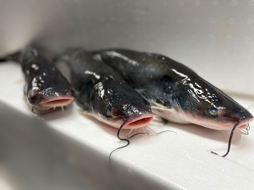 Whole Catfish, Fresh – Goldfish Seafood Market