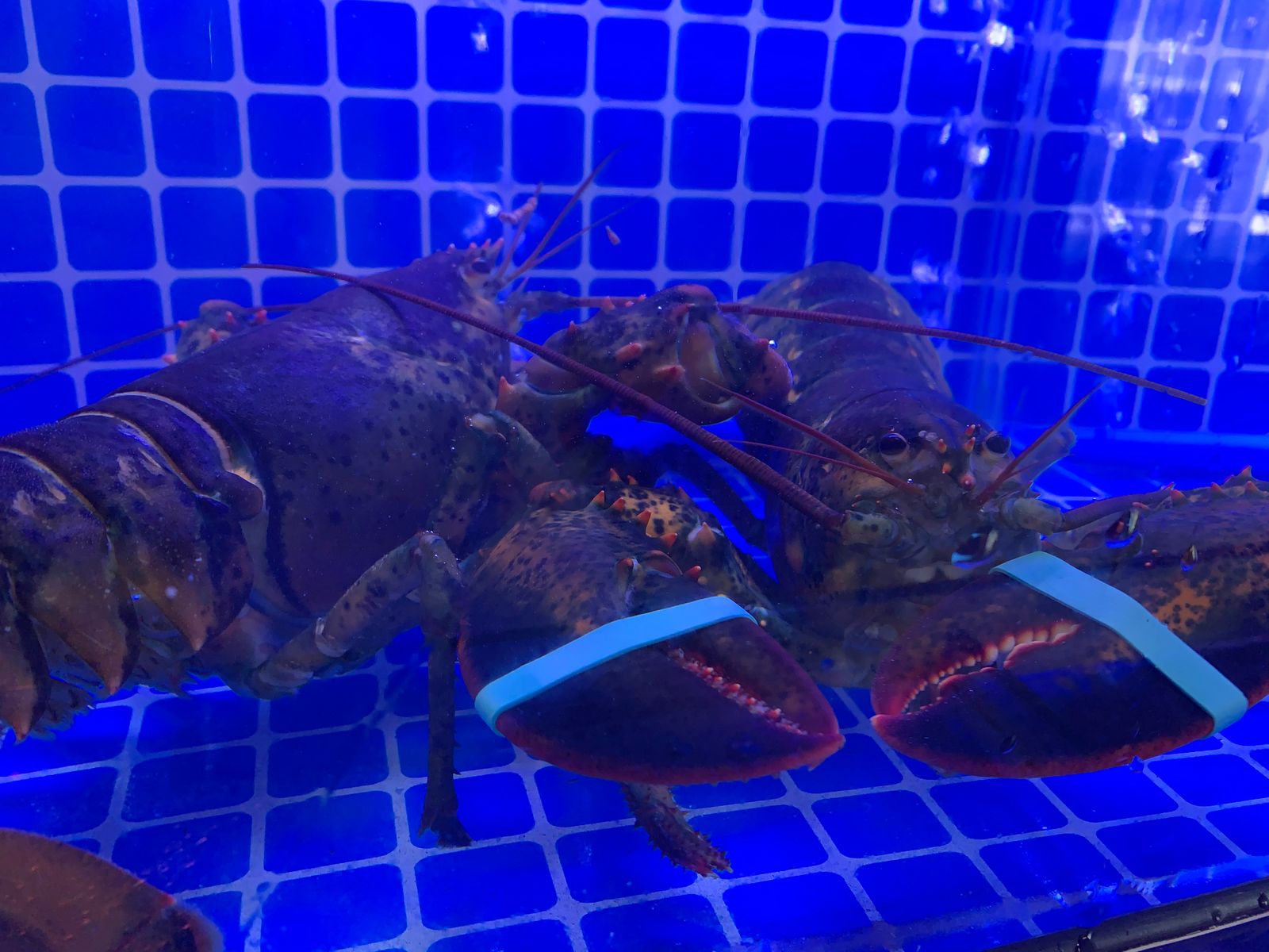 live lobsters in water