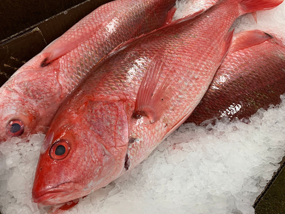 Whole New Zealand Red Snapper, Fresh – Goldfish Seafood Market